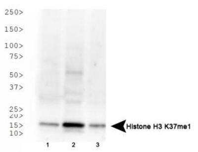 Western Blot: Histone H3 [Monomethyl Lys37] Antibody [NB21-1271]